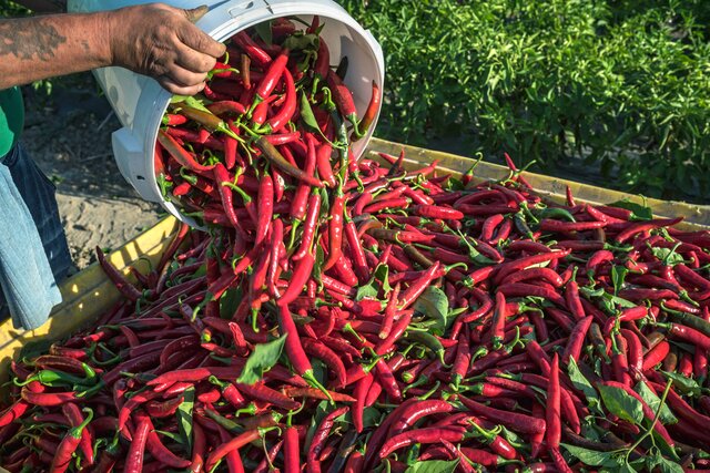 Peperoncino Calabrese